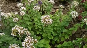 Оригинальные многолетние цветы и декоративные кустар