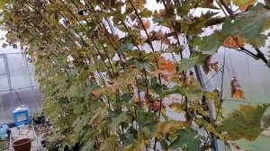 Как подготовить виноград к зиме - работы на виноградни