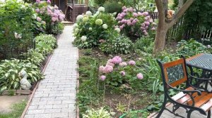 Почему плохо растёт гортензия