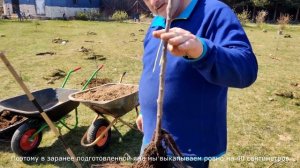 ПОСАДКА ЯБЛОНИ
