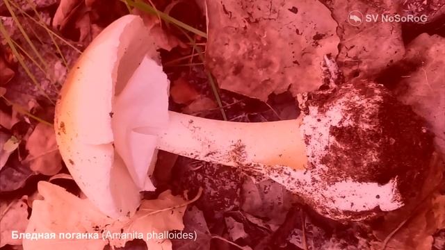 Шампиньон луговой (Agaricus campestris) смотреть онлайн