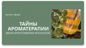 Тайны ароматерапии: хвоя Криптомерии японской