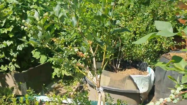 Обзор сортов голубики Нордкантри,Нордблю,Нортланд,Чи? смотреть онлайн