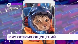В Арсеньеве кот-экстремал прыгает с парашютом, катается на горных лыжах и сплавляется по реке