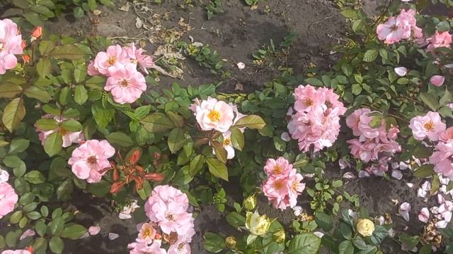 Троянда  Клер Матен (Clair Matin) в полі. Перше квітування. смотреть онлайн