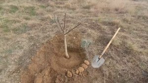 Посадка саженцев миндаля.(сорт:Форос,Никитский+1 грецк