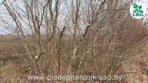 Как вырастить фундук в саду???Купить.