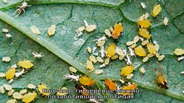 Тля на сливе: чем обработать смотреть онлайн