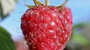 Малина традиционная Журавлик