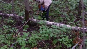 Белые грибы. Выращивать белые грибы дома -не надо!!! Бел