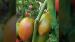 Обзор томатов Засолочная гирлянда . Два варианта . И ук