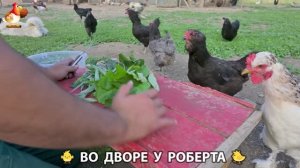 Содержание кур в домашних условиях и других птиц во дворе у Роберта 🐣🐤🦆🐔🪿🦃 (221)