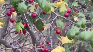 Как цветет боярышник. Боярышник -  плоды. Боярышник: по?