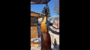 свиньи Дюрок в Орловской области.