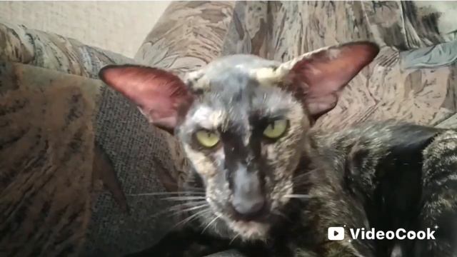 Ориентальная кошка.