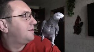 Говорящий попугай Григорий