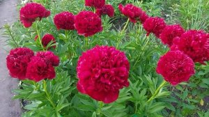 Вечер с пионами.Глоуинг Распберри Роуз открывает цвет