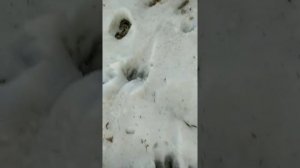 мое пчеловодство в Удмуртии.