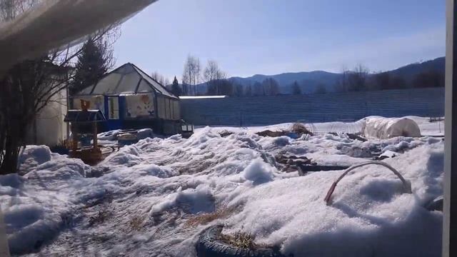 Моя рассада. Закалка рассады в теплице. смотреть онлайн