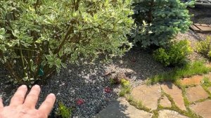 Стригу СПИРЕЮ ЯПОНСКУЮ. Уход, проблемы