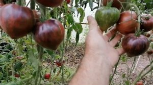 Томат Салют Виктории