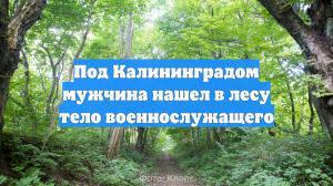 Под Калининградом мужчина нашел в лесу тело военнослужащего