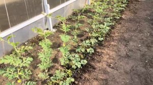 Арбузы в теплице 1 часть