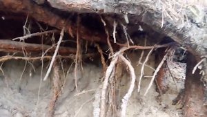 Корневая система сосны выглядит так Познавательненьк