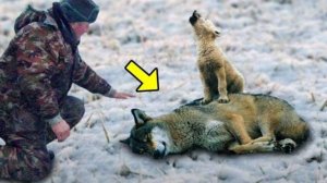 Человек Спасает Умирающую Беременную Волчицу, А Спустя Несколько Месяцев Вся Стая Совершает Нечто