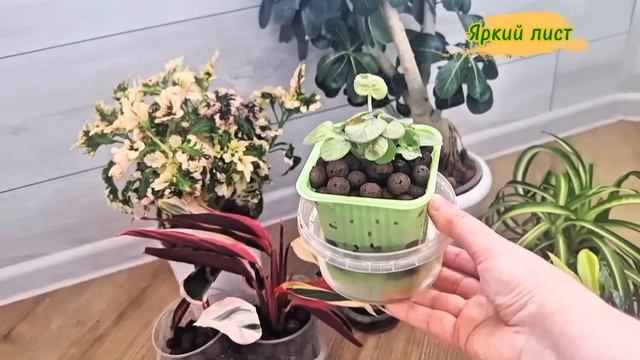 КЕРАМЗИТ: выращивание растений в керамзите, плюсы и ми смотреть онлайн