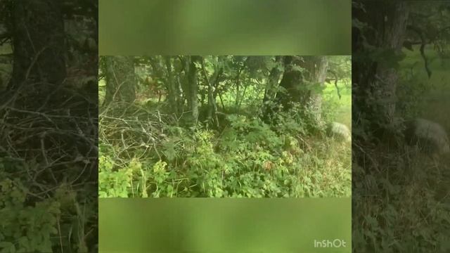 Поездка за мёдом на Дальние точки в поисках лучшего ме смотреть онлайн