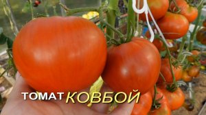 Томат КОВБОЙ (Cowboy). Обзор сортов ТОМАТОВ!