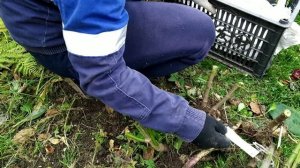 Подготовка георгин к зиме🏵️