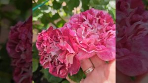 Роза Let's Celebrate