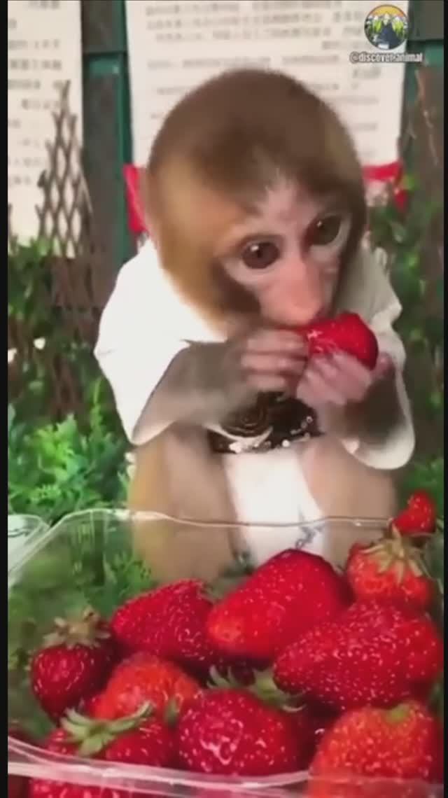 Обезьянка ест клубнику смотреть онлайн