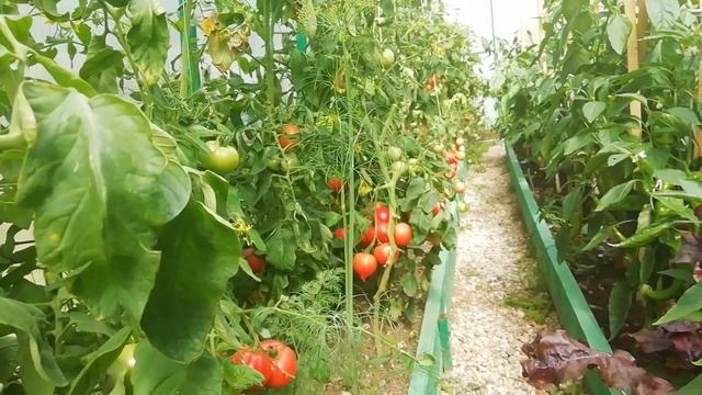 Перец Корн.Томаты.Рецепт для помидор. смотреть онлайн