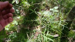 Сбор черники в Беларуси 2025. Обзор черничных полян