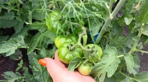 ОБЗОР#ПОМИДОР#ХУАНЧИ#КЛУША#СУПЕР#КЛУША