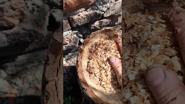 как сажать вёшенки на пеньки