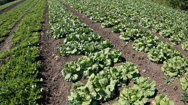 26.05.2025. Салат айсберг Лидер Агрофирма Поиск. смотреть онлайн