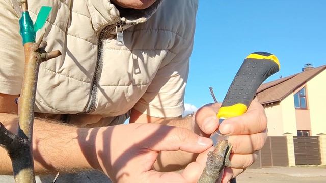 прививки плодовых деревьев весной смотреть онлайн