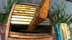 Пчеловодство без роёв. Метод : Всё включено ! Часть 1.