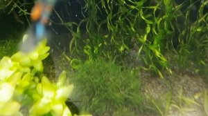 Мох Бабл - Moss sp. Bubble (пучок)