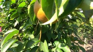 Груша ХОСУ, ЗНАМЕНСКАЯ, ДАЛИСАН /Сбор плодов на хранен?