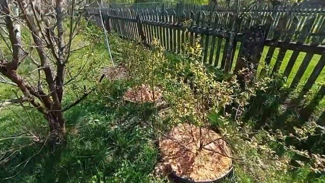 Голубика. Работа на поле. Мульчирование и контейнерна? смотреть онлайн