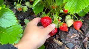 Обзор классных сортов клубники | Измеряю сахар по Брик