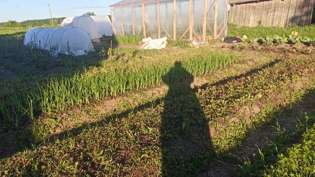 Первый год на огороде .Урожайный огород . Дом в деревне смотреть онлайн