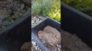 Осеннее удобрение для плодовых деревьев. 💯 процентов