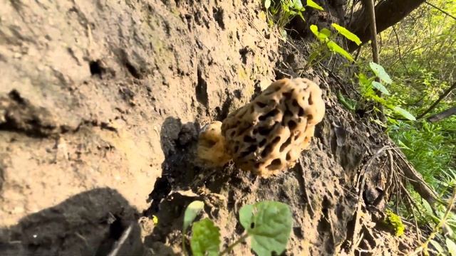 Сморчок обыкновенный - гигант #сморчок #тихая_охота #гр смотреть онлайн