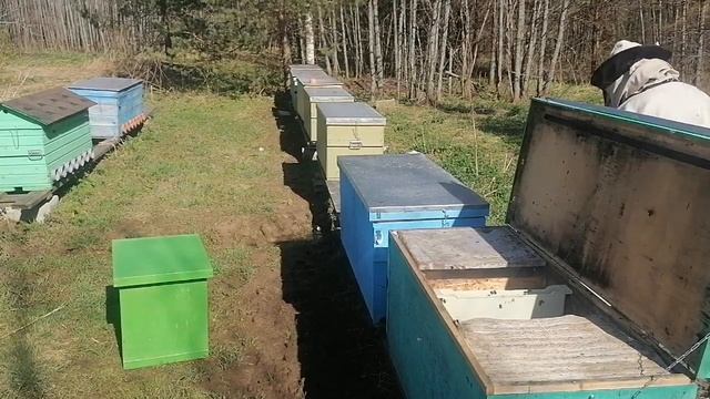 Осмотр двух пчелосемей в одном Владимирском улье-лежа смотреть онлайн